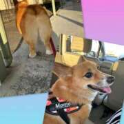 ヒメ日記 2025/12/01 01:46 投稿 羽未（うみ） 女々艶 大和店