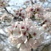 ヒメ日記 2026/04/03 22:54 投稿 きき CLUB DEEP