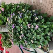 ヒメ日記 2025/05/21 09:39 投稿 はるか しゅうかつ倶楽部