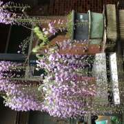 ヒメ日記 2025/05/30 09:45 投稿 はるか しゅうかつ倶楽部