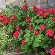 ヒメ日記 2025/06/01 09:46 投稿 はるか しゅうかつ倶楽部