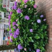 ヒメ日記 2025/06/07 15:52 投稿 はるか しゅうかつ倶楽部