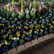 ヒメ日記 2025/12/01 11:47 投稿 はるか しゅうかつ倶楽部