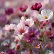 ヒメ日記 2025/07/12 14:38 投稿 まどか モアグループ熊谷人妻花壇