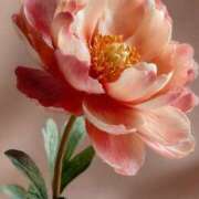 ヒメ日記 2025/08/07 15:25 投稿 まどか モアグループ熊谷人妻花壇