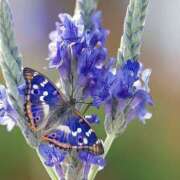 ヒメ日記 2025/08/11 17:35 投稿 まどか モアグループ熊谷人妻花壇