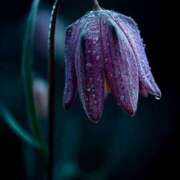 ヒメ日記 2025/08/19 00:57 投稿 まどか モアグループ熊谷人妻花壇