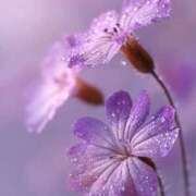 ヒメ日記 2025/09/06 16:41 投稿 まどか モアグループ熊谷人妻花壇