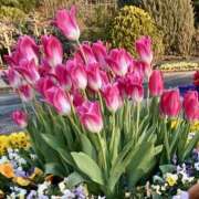 ヒメ日記 2025/03/24 13:54 投稿 らい 桜フェアリーテイル