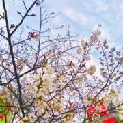 ヒメ日記 2025/04/01 16:01 投稿 らい 桜フェアリーテイル