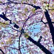 ヒメ日記 2025/04/02 20:34 投稿 らい 桜フェアリーテイル