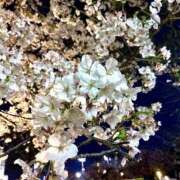 ヒメ日記 2025/04/06 15:02 投稿 らい 桜フェアリーテイル