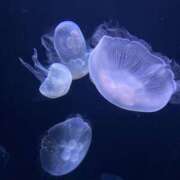 ヒメ日記 2025/04/21 16:00 投稿 らい 桜フェアリーテイル