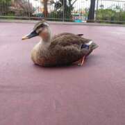 ヒメ日記 2025/04/22 17:03 投稿 らい 桜フェアリーテイル