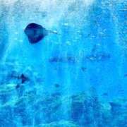 ヒメ日記 2025/06/11 14:11 投稿 らい 桜フェアリーテイル