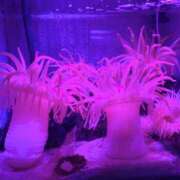 ヒメ日記 2025/06/13 15:50 投稿 らい 桜フェアリーテイル