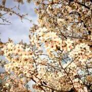 らい ❀.*ﾟ 桜フェアリーテイル