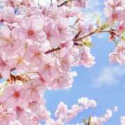 ヒメ日記 2025/03/29 22:40 投稿 ゆか 桜フェアリーテイル