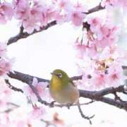 ヒメ日記 2025/04/01 21:46 投稿 ゆか 桜フェアリーテイル