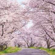 ヒメ日記 2025/04/07 00:20 投稿 ゆか 桜フェアリーテイル