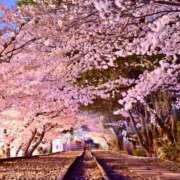 ヒメ日記 2025/04/10 17:37 投稿 ゆか 桜フェアリーテイル