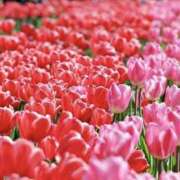 ヒメ日記 2025/04/12 01:40 投稿 ゆか 桜フェアリーテイル