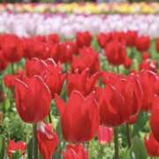 ヒメ日記 2025/04/17 01:19 投稿 ゆか 桜フェアリーテイル