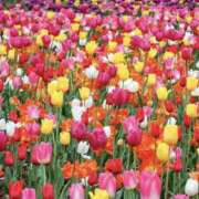 ヒメ日記 2025/04/19 01:57 投稿 ゆか 桜フェアリーテイル