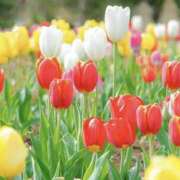 ヒメ日記 2025/04/21 17:45 投稿 ゆか 桜フェアリーテイル