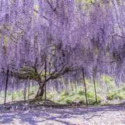 ヒメ日記 2025/04/28 16:39 投稿 ゆか 桜フェアリーテイル