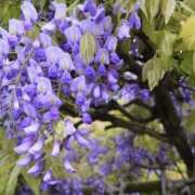 ヒメ日記 2025/04/30 17:50 投稿 ゆか 桜フェアリーテイル