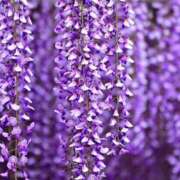 ヒメ日記 2025/05/01 01:38 投稿 ゆか 桜フェアリーテイル