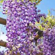 ヒメ日記 2025/05/02 17:30 投稿 ゆか 桜フェアリーテイル