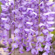 ヒメ日記 2025/05/03 15:50 投稿 ゆか 桜フェアリーテイル