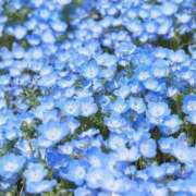 ヒメ日記 2025/05/03 22:19 投稿 ゆか 桜フェアリーテイル