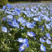 ヒメ日記 2025/05/05 12:10 投稿 ゆか 桜フェアリーテイル