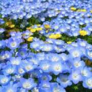 ヒメ日記 2025/05/08 15:43 投稿 ゆか 桜フェアリーテイル