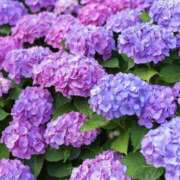 ヒメ日記 2025/05/30 12:12 投稿 ゆか 桜フェアリーテイル