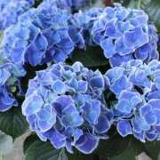 ヒメ日記 2025/06/01 01:33 投稿 ゆか 桜フェアリーテイル