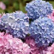 ヒメ日記 2025/06/13 17:47 投稿 ゆか 桜フェアリーテイル