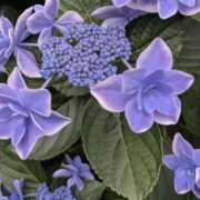 ヒメ日記 2025/06/14 02:45 投稿 ゆか 桜フェアリーテイル