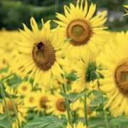 ヒメ日記 2025/07/01 17:14 投稿 ゆか 桜フェアリーテイル