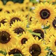 ヒメ日記 2025/07/02 18:55 投稿 ゆか 桜フェアリーテイル