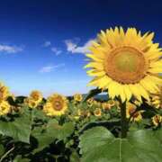 ヒメ日記 2025/07/12 12:12 投稿 ゆか 桜フェアリーテイル