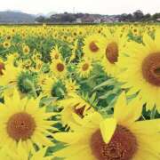 ヒメ日記 2025/07/12 23:04 投稿 ゆか 桜フェアリーテイル