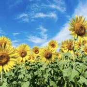 ヒメ日記 2025/07/25 07:52 投稿 ゆか 桜フェアリーテイル