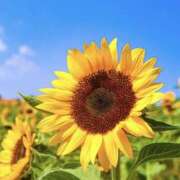 ヒメ日記 2025/07/26 01:55 投稿 ゆか 桜フェアリーテイル