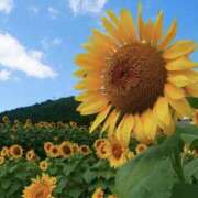 ヒメ日記 2025/07/27 18:08 投稿 ゆか 桜フェアリーテイル