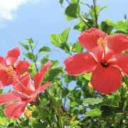 ゆか 8月♡ 桜フェアリーテイル