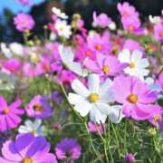 ヒメ日記 2025/09/05 12:55 投稿 ゆか 桜フェアリーテイル